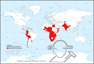 Child labor in Exploitative Commercial Agriculture